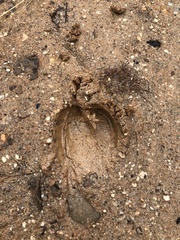 Hydropotes inermis argyropus