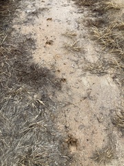 Hydropotes inermis argyropus