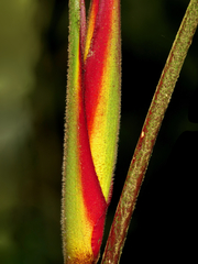 Heliconia irrasa