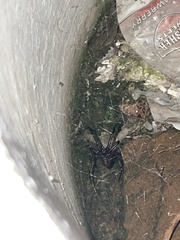 Latrodectus hesperus