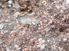 Salpesia