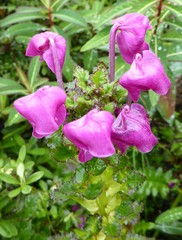 Pedicularis megalantha
