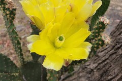 Opuntia puberula