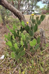 Opuntia puberula