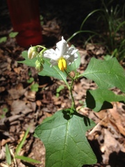 Solanum carolinense carolinense