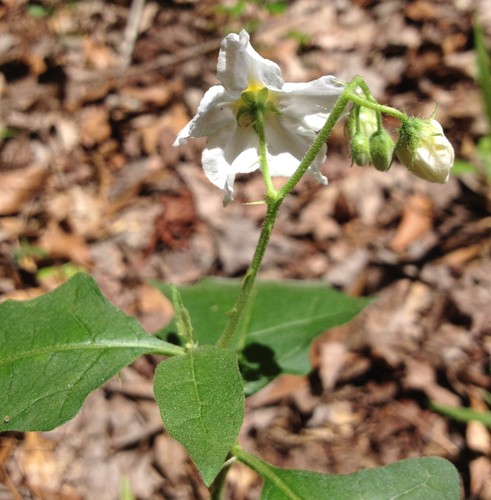 Solanum carolinense var. carolinense image