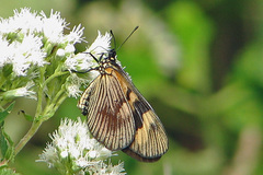 Actinote pellenea pellenea