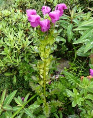 Pedicularis megalantha