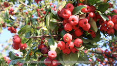 Malus micromalus