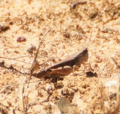 Phaulacridium vittatum