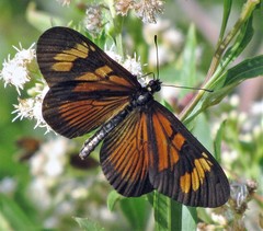 Actinote pellenea pellenea