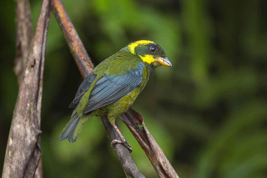 Gold-ringed Tanager photo
