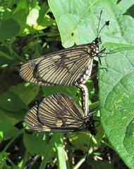 Actinote pellenea pellenea