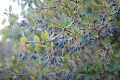 Berberis laurina