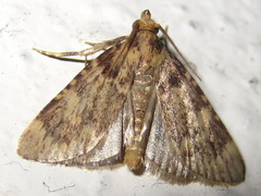 Aglossa dimidiatus