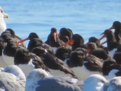 Haematopus ostralegus
