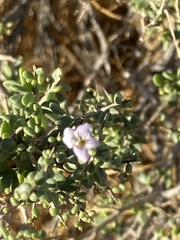 Lycium brevipes
