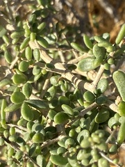 Lycium brevipes
