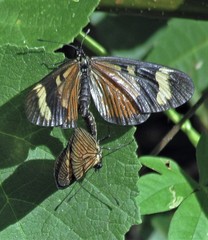 Actinote thalia pyrrha