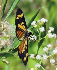 Actinote thalia pyrrha