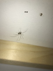 Pholcus phalangioides