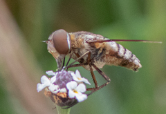 Exoprosopa brevirostris