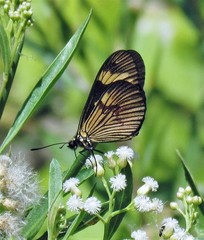 Actinote thalia pyrrha