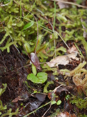 Corybas rivularis