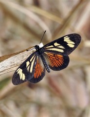 Actinote thalia pyrrha