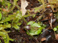 Corybas rivularis