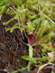 Corybas rivularis