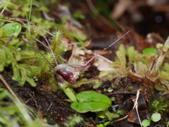 Corybas rivularis