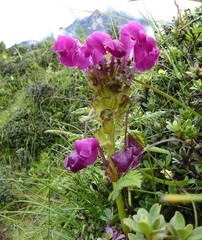 Pedicularis megalantha