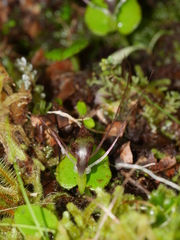 Corybas rivularis