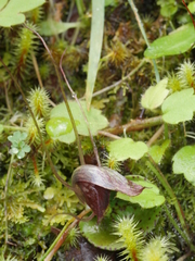 Corybas rivularis