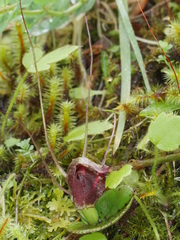 Corybas rivularis