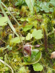 Corybas rivularis
