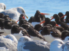 Haematopus ostralegus