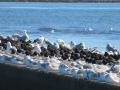 Haematopus ostralegus
