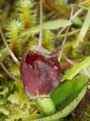 Corybas rivularis