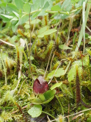 Corybas rivularis
