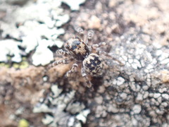 Salpesia