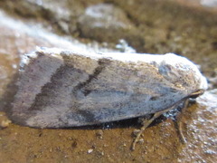 Phyllophila obliterata