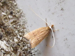 Lecitholaxa thiodora