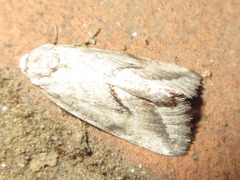 Phyllophila obliterata