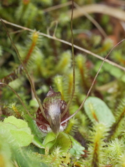 Corybas rivularis