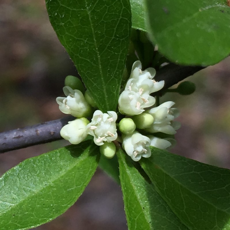 sapodilla family (Sapotaceae) - Botanical Realm