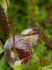 Corybas rivularis