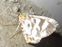 Callabraxas compositata