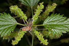 Dasylobus argentatus